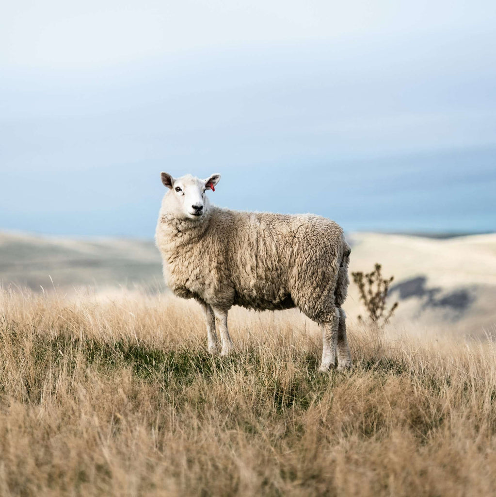 Foto de Martin Schmidli Unsplash
